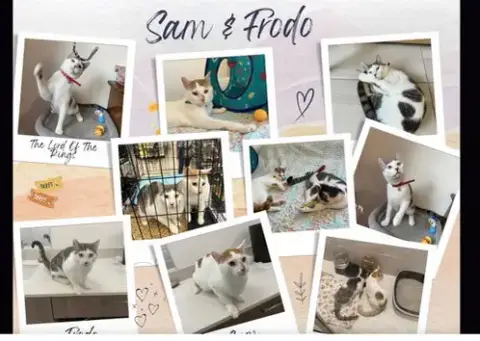 Sam & Frodo photo 3