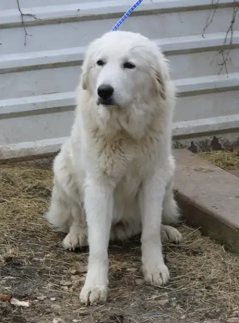 Athena