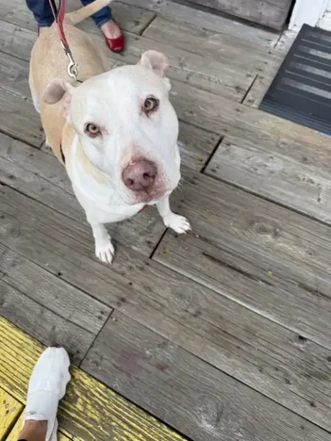 Gracie photo 4