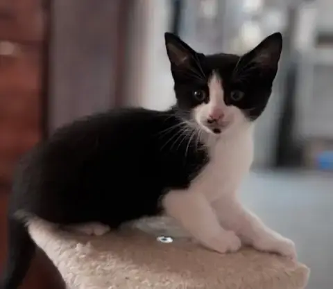 Kitten Oolong photo 2