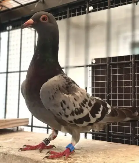 Reggie