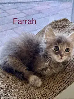 Farrah