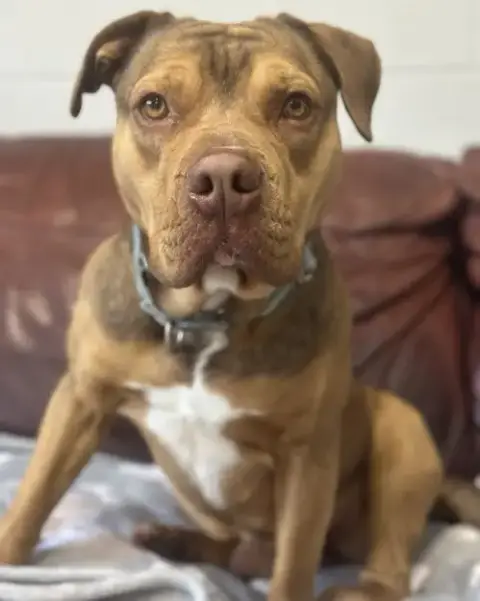 Igor