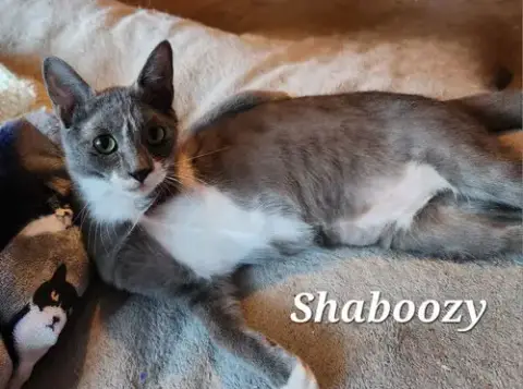Shaboozy photo 3