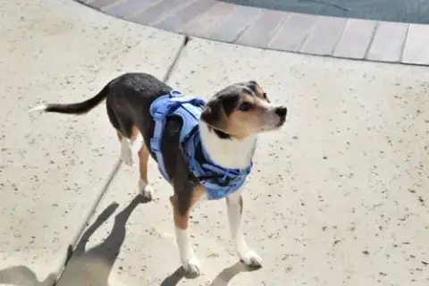 Cruiser-Tiny Cutie! Adopted 5/8/26 photo 3