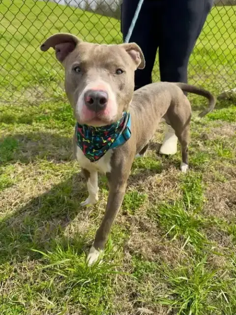 Hank The Handsome photo 2