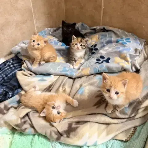 Capital Cats photo 2