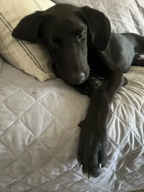 Boomer photo 4