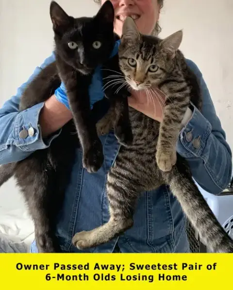Panther & Pepper photo 2