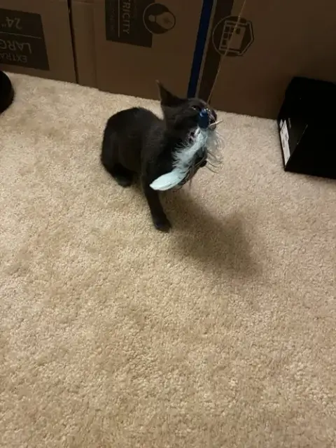 Dusty photo 2