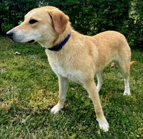 Puppy Gabriel photo 3