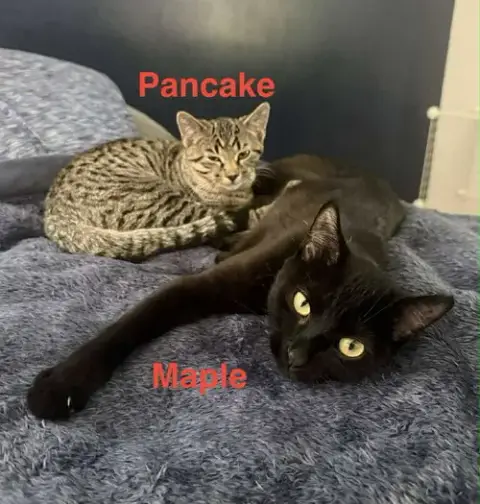 Maple photo 2