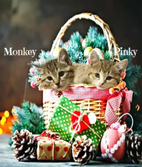 Pinky *Kitten* photo 2