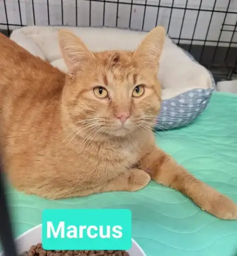 Marcus