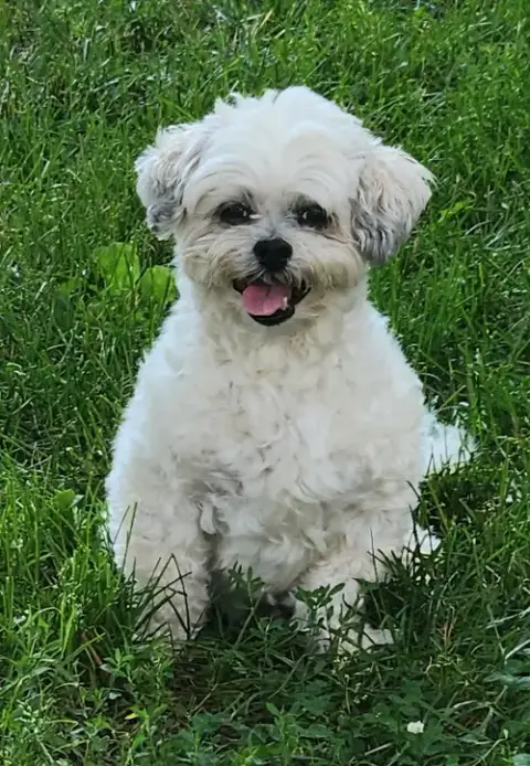 Leo *Adopt*