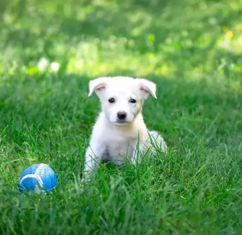 Pyr/Yellow Lab Pups Girls
