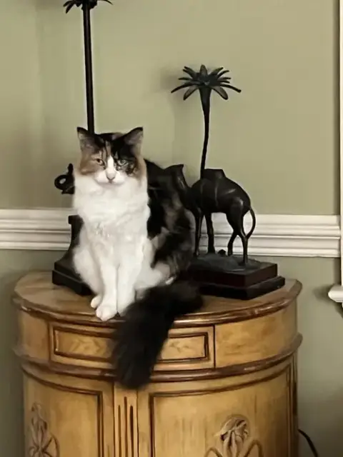 Venus