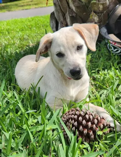 Rosie