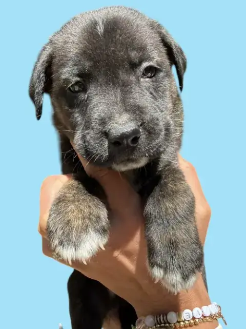 Momma Iris' Litter: Trooper