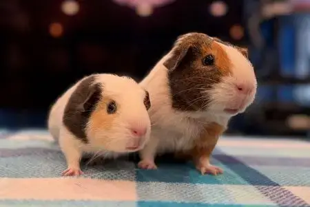 Yumi And Opie