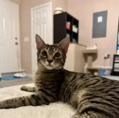 Fletcher =^.^= photo 4