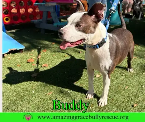 Buddy photo 5