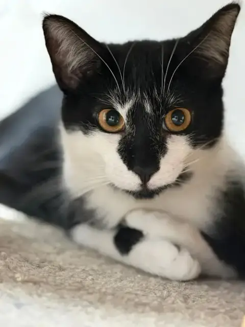 Dapples