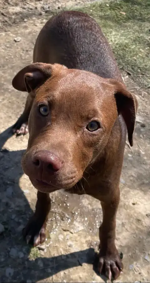 Java