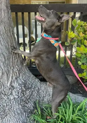 Rudy photo 4