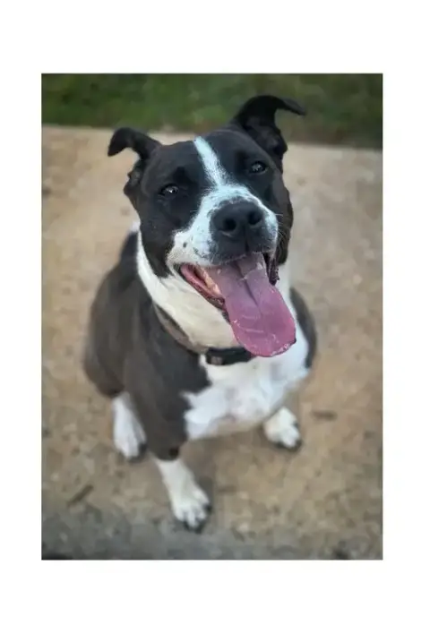Sadie photo 2