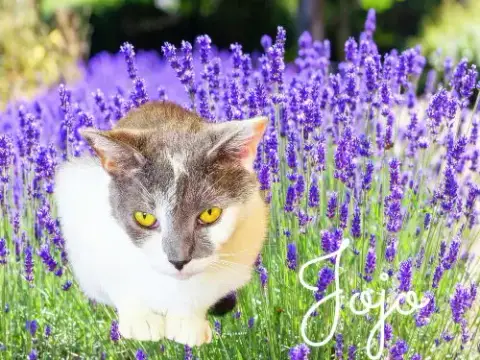 Jojo photo 2