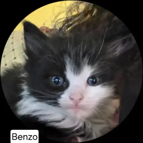 Benzo photo 3