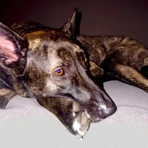 Kota