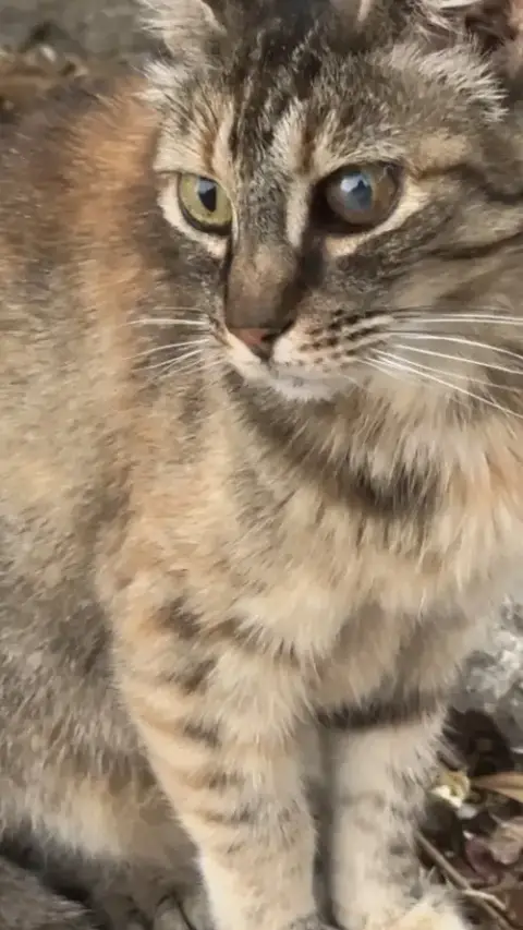 Tia