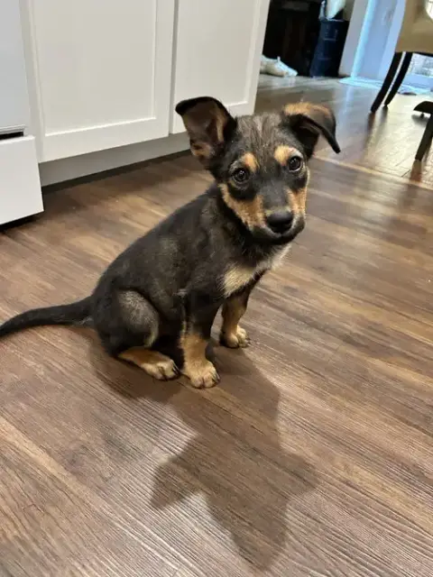Bowie