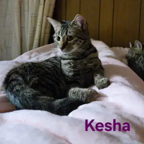 Kesha