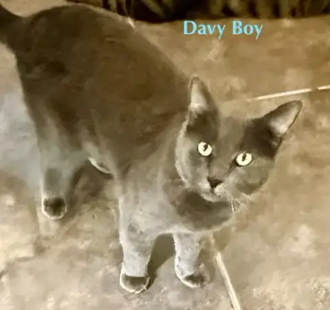 Davey Boy photo 2