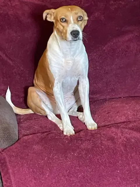Bella