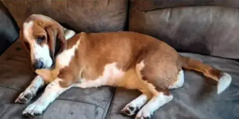 Butterscotch photo 3