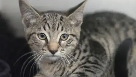 Pawtunia
