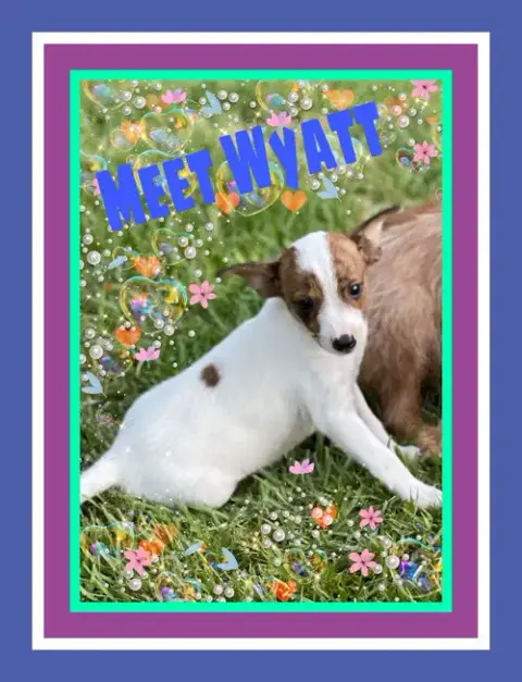 Wyatt