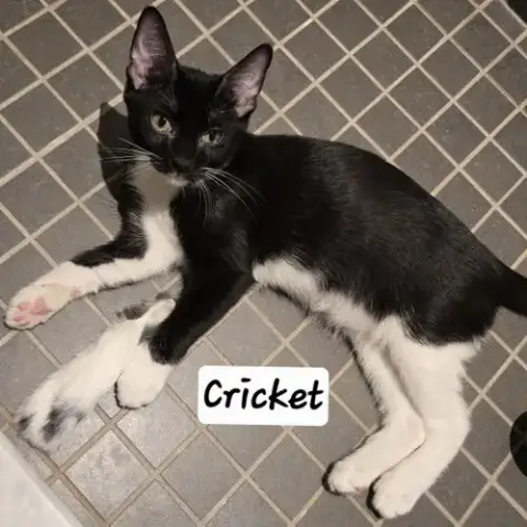 Cricket