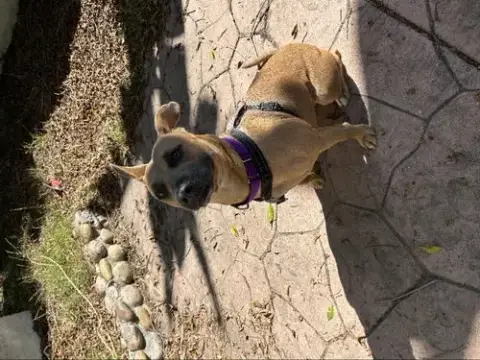Gemma