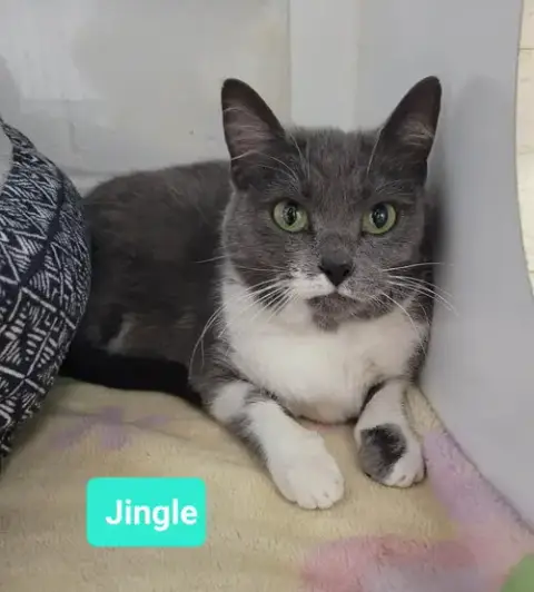 Jingle-Sponsored photo 3