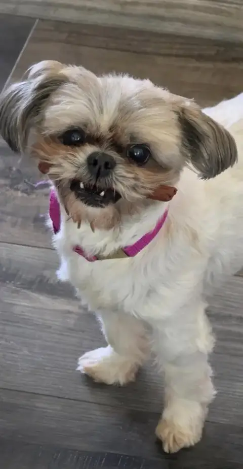 Bella photo 2