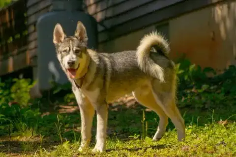 Balto: Not At Shelter photo 2