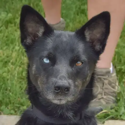 Rex