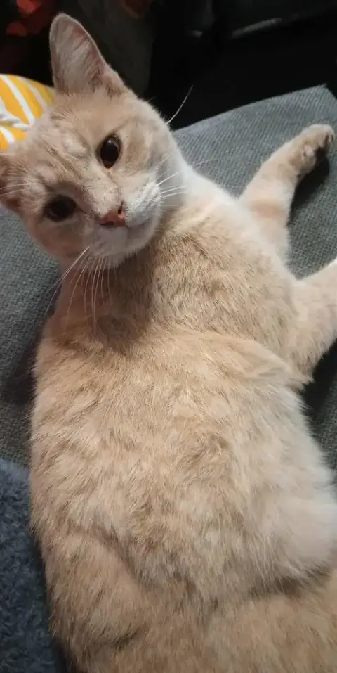 Hercules