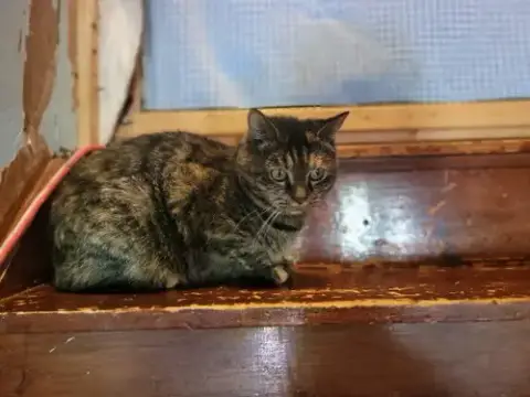 Missy photo 4