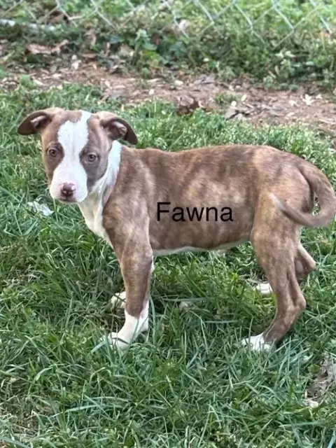 Fawna photo 2